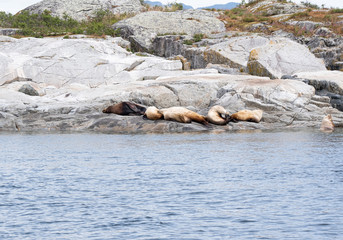 Naklejka na ściany i meble A group of golden brown sea lions sunning themselves on rocks by the water in Tofino, Canada