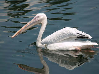 pelican on the beach
