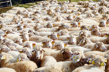 Fototapeta premium white sheeps in a pen looking at camera.