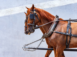 Obraz premium Horses towing a tourist carriage