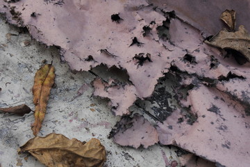 Torn and matted paper with holes in dried leaves