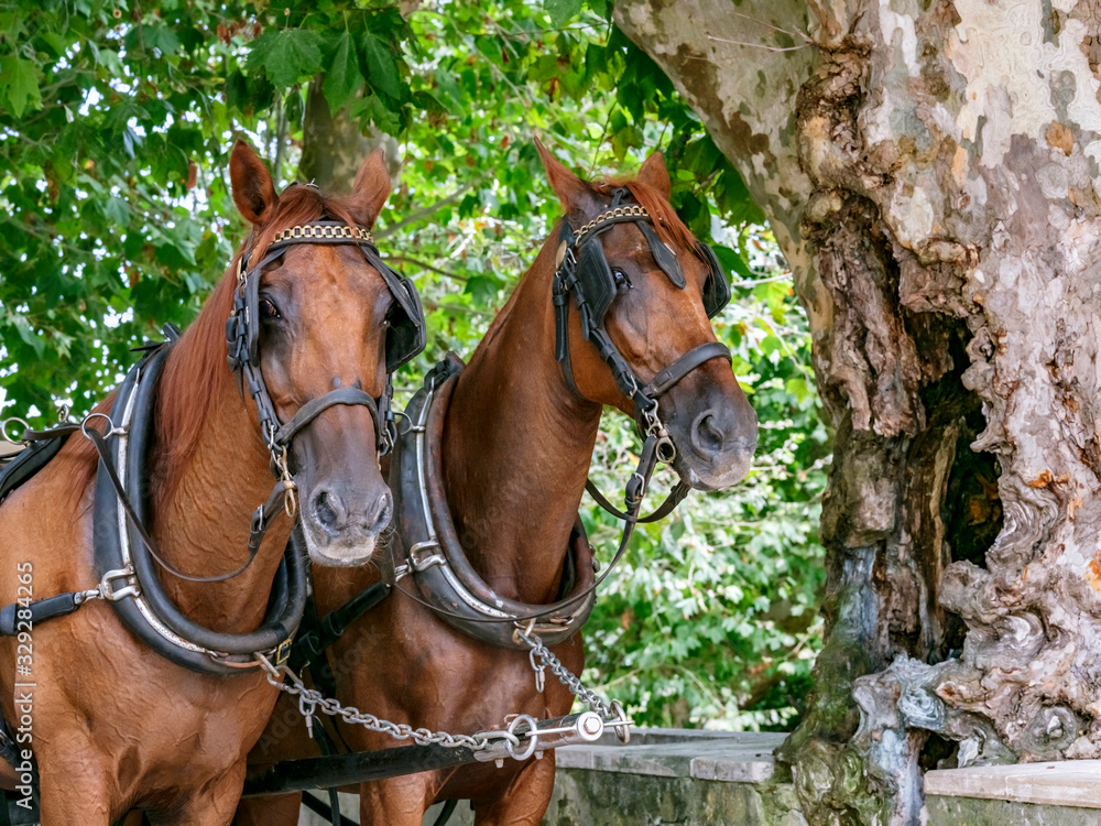 Wall mural horses towing a tourist carriage