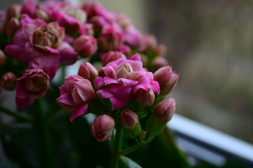 pink Calanchoe flowers top view as a natural background