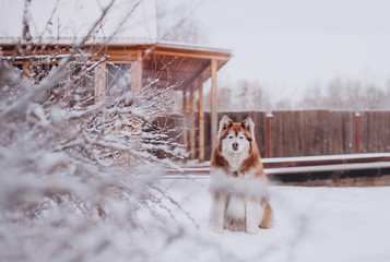 Red siberian husky at snowy weather, wooden house backside