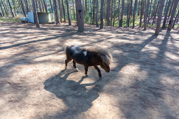 Miniature Horse eat grass. Brown dwarf horse eating grass in the farm. Miniature horse or Dwarf horse Pony is eating fresh green grass inside the ranch.