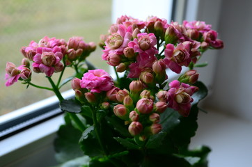 pink Calanchoe flowers top view as a natural background
