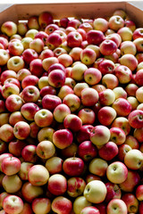 boxes of apples