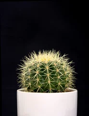 Fototapete Kaktus Nahaufnahme von Kaktus mit Dornen auf schwarzem Hintergrund