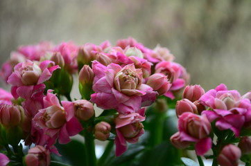 pink Calanchoe flowers top view as a natural background