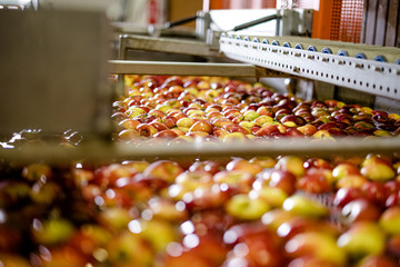 Apples Floating in Water in Packing Warehouse