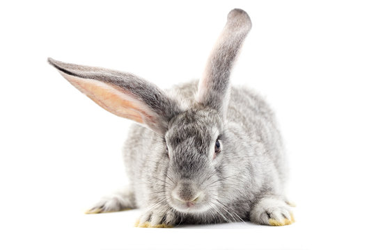 Gray little fluffy rabbit isolated on white background