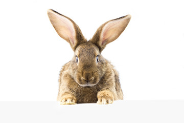 gray fluffy rabbit looking at the signboard. Isolated on white background. Easter bunny