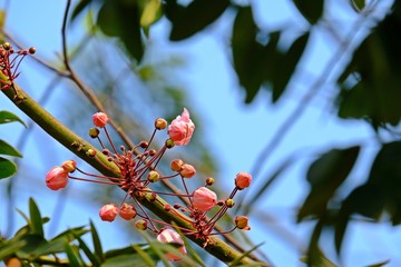 Blooming Blossom Cassia bakeriana (Wishing Tree, Pink Shower) flower.