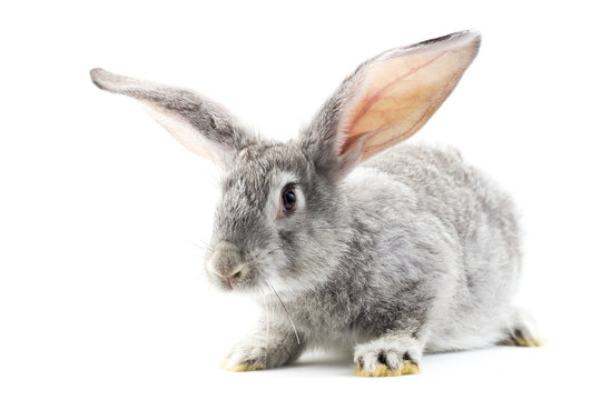 Gray little fluffy rabbit isolated on white background