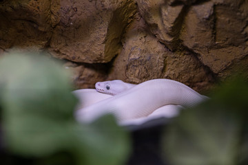 a snake at the zoo