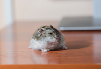 The funny Djungarian hamster is on the writing wooden table.