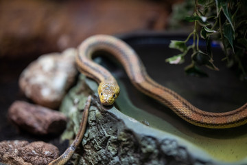 a snake at the zoo