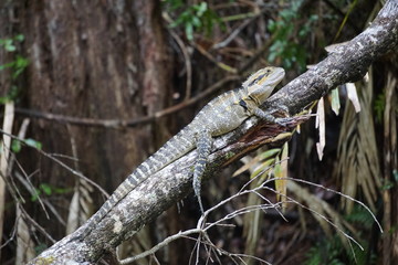 Eastern water dragon