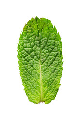 Green mint isolated on white background