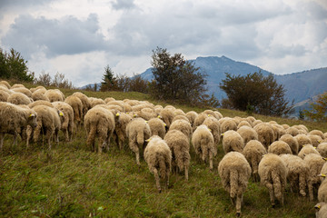 Obraz premium Flock of sheep on beautiful mountain meadow.
