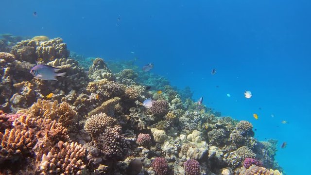 Many fish swim among corals in the Red Sea, Egypt