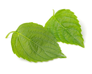 Fototapeta premium The Green Perilla leaves, also known as Green Shiso, Oba leaf or Beefsteak plant. Isolated on white background
