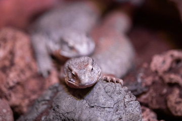 a lizard at the zoo