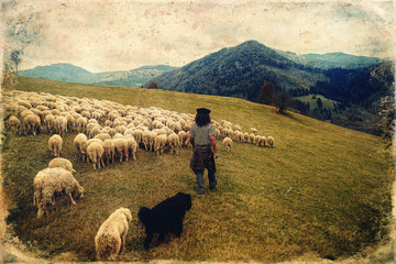 Flock of sheep on beautiful mountain meadow, old photo effect.