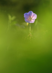 Fototapeta na wymiar Purple flower Geranium Pratense herbaceous perennial of medical plant in grass on meadow near forest with green leaves and stem at sunset. Blooming spring flower Meadow Geranium on garden