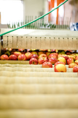 Apples Floating in Water in Packing Warehouse