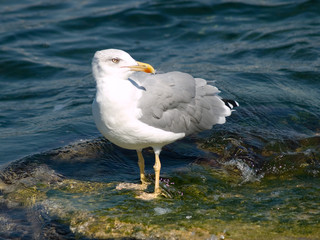 seagull on the beach