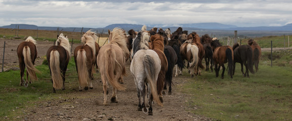 Running herd of Icelandic horses © Anna