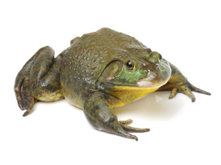 Bullfrog, Rana catesbeiana, against white background, studio shot