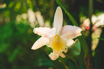 White Cattleya orchids flower with leaves with green nature background.