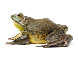 Bullfrog, Rana catesbeiana, against white background, studio shot