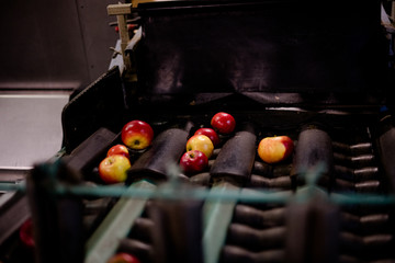 Apples Floating in Water in Packing Warehouse