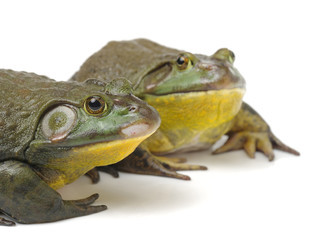 Bullfrog, Rana catesbeiana, against white background, studio shot