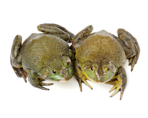 Bullfrog, Rana catesbeiana, against white background, studio shot