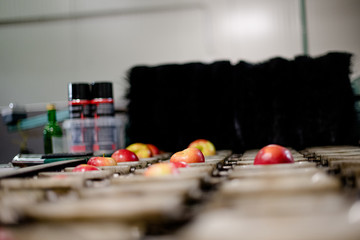 Apples Floating in Water in Packing Warehouse