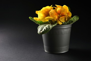 Potted flower, primrose on a black background