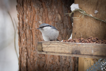 Nuthatch on a feeding trough