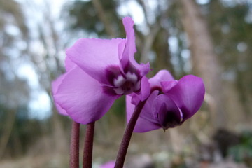Europäisches Alpenveilchen lila von unten Blüte Cyclamen purpurascens