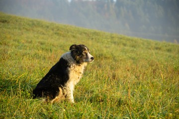 Cute small shepherd dog in the grass on meadow during sunrise. Slovakia