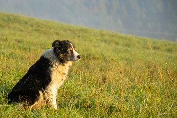 Cute small shepherd dog in the grass on meadow during sunrise. Slovakia