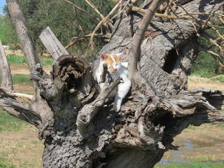 Katze im urigen Baum