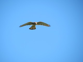 Fototapeta premium Greifvogel am Himmel