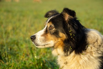 Cute small shepherd dog in the grass on meadow during sunrise. Slovakia
