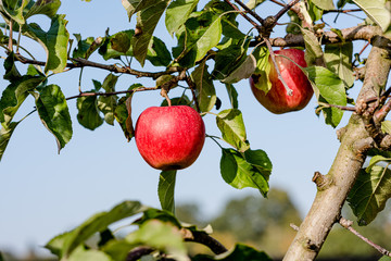Apples on the tree with a very nice sunflares
