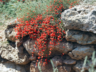 Ephedra two-pronged (ephedrardistachyaya ), an evergreen shrub with beautiful, red berries. Useful medicinal plant.