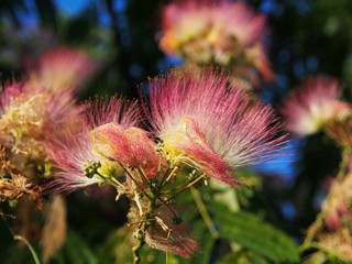 Albizia Lenkoran, a plant in the legume family. Beautiful, bright inflorescences close- up on a blurred green background.